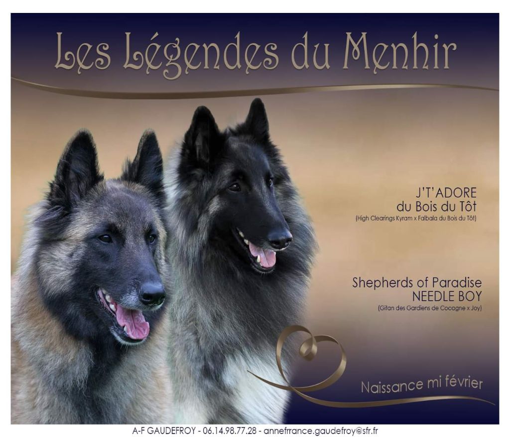 chiot Berger Belge Des Légendes Du Menhir