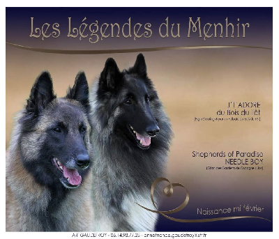 Des Légendes Du Menhir - Berger Belge - Portée née le 13/02/2023