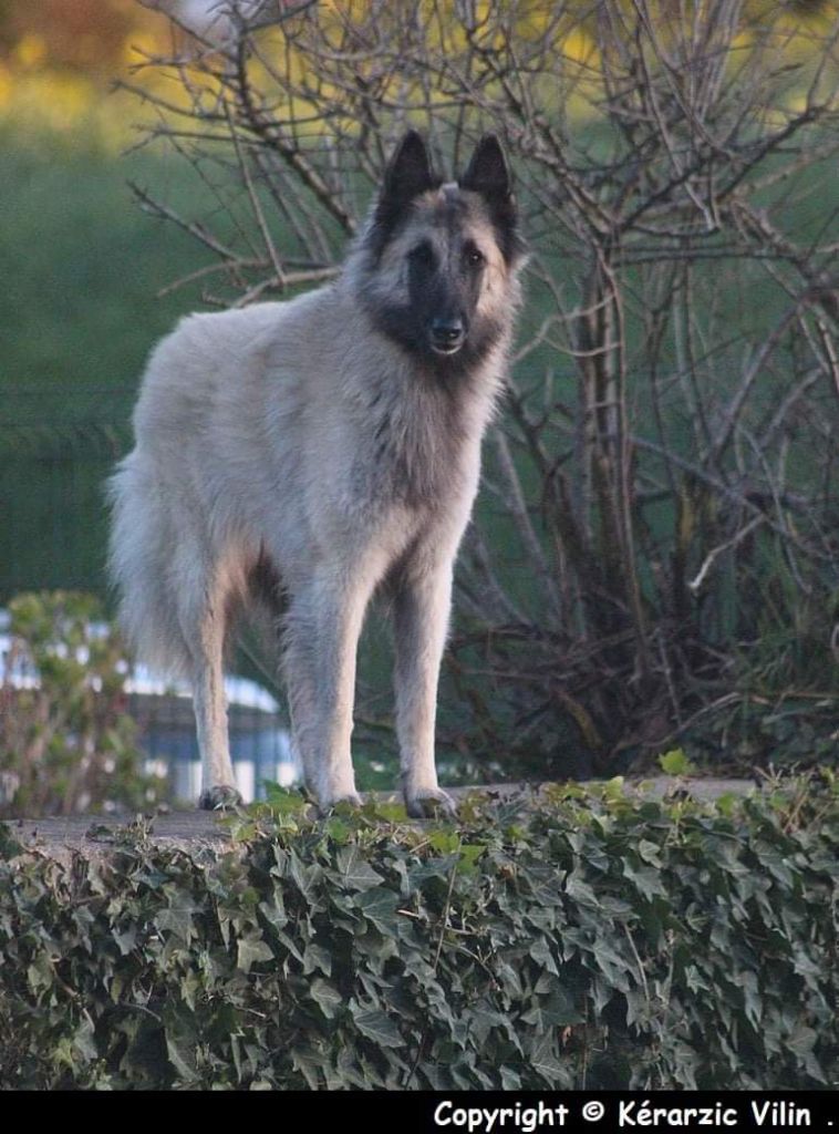 Refa na Des Légendes Du Menhir