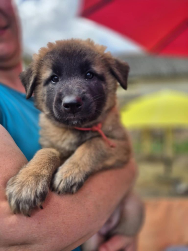 Des Légendes Du Menhir - Chiots disponibles - Berger Belge