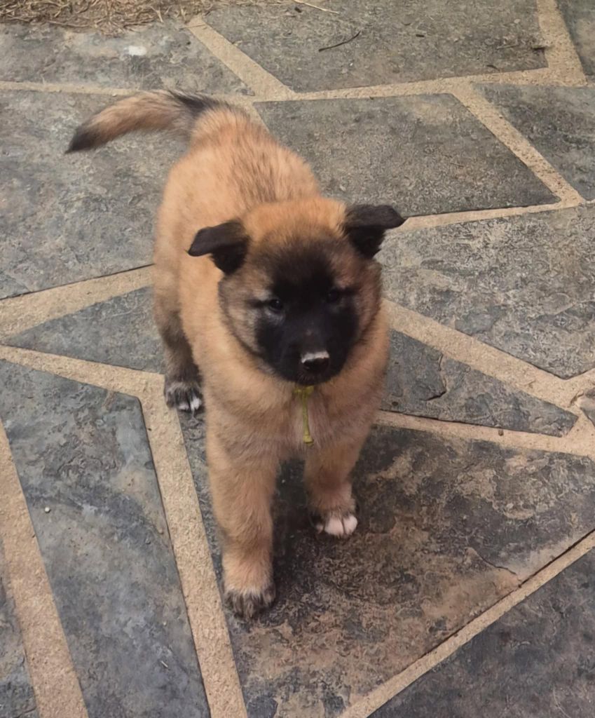 Des Légendes Du Menhir - Chiots disponibles - Berger Belge
