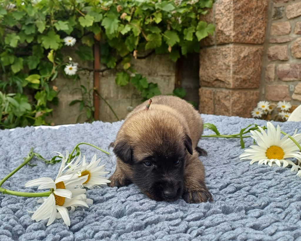 Des Légendes Du Menhir - Chiots disponibles - Berger Belge