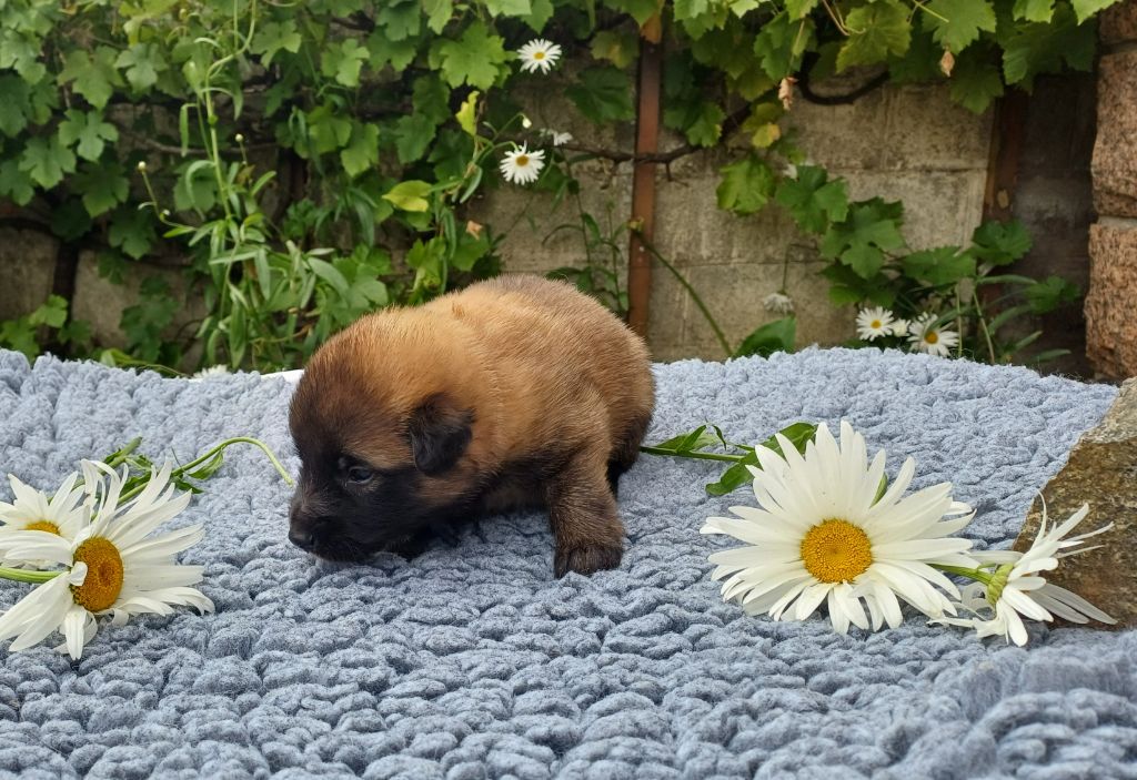 Des Légendes Du Menhir - Chiots disponibles - Berger Belge