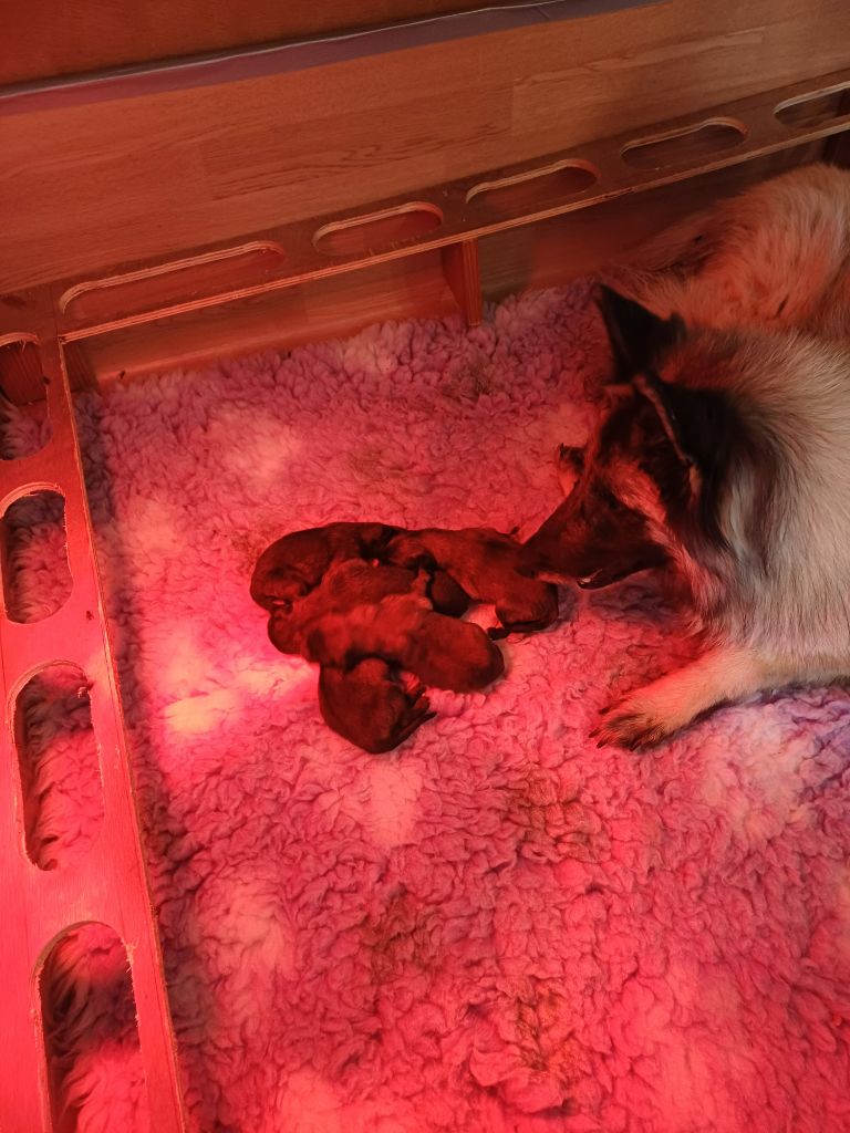 Chiot Berger Belge Des Légendes Du Menhir