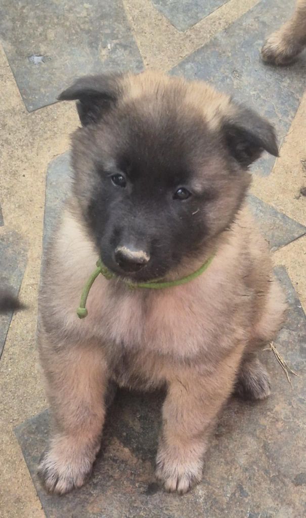 Des Légendes Du Menhir - Chiots disponibles - Berger Belge