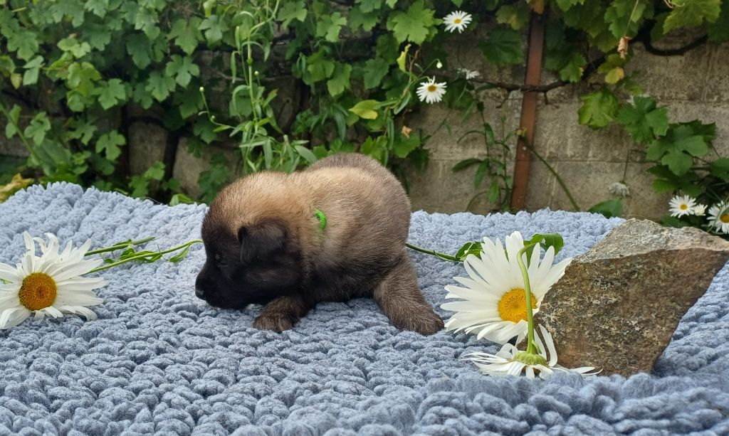 Des Légendes Du Menhir - Chiots disponibles - Berger Belge