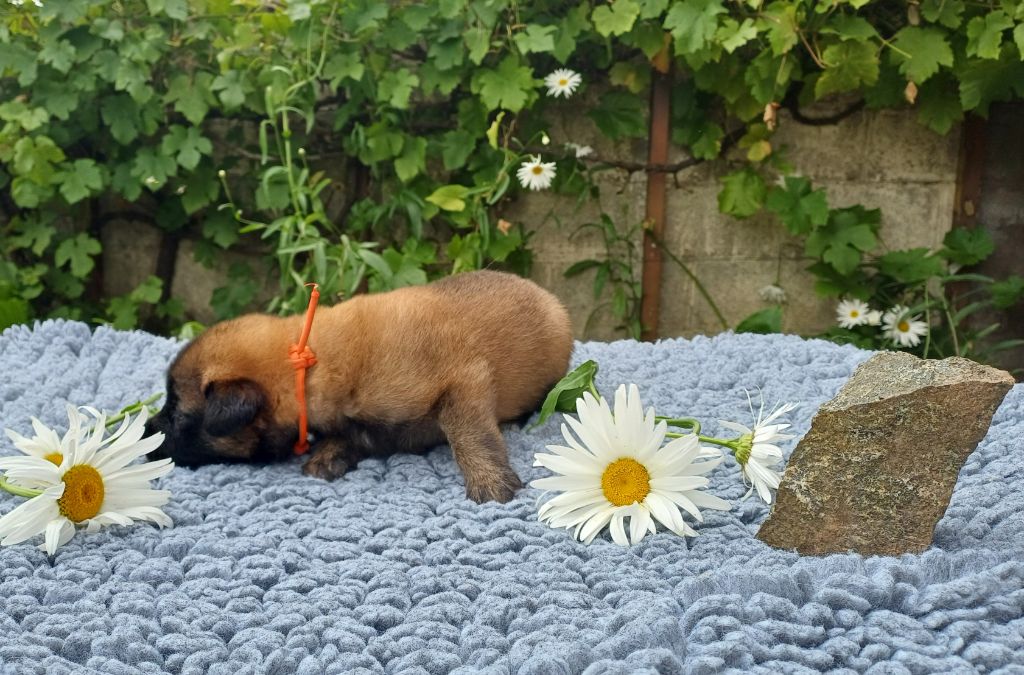 Des Légendes Du Menhir - Chiots disponibles - Berger Belge