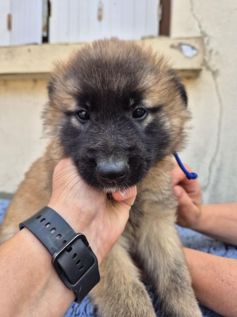 Des Légendes Du Menhir - Chiots disponibles - Berger Belge